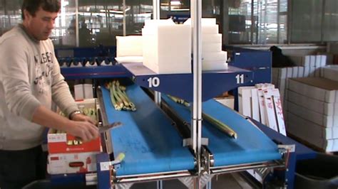 Amaryllis Sorteer Machine Youtube