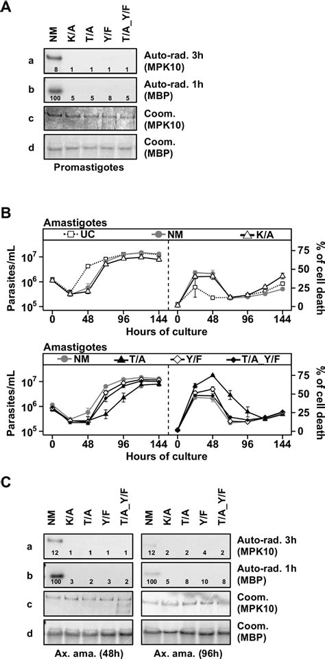 Figure 4 From Transgenic Analysis Of The Leishmania MAP Kinase MPK10