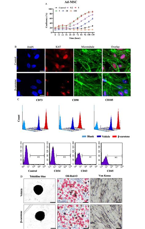 Effect Of Carotene On Replicative Senescence Of Ad Mscs A Relative