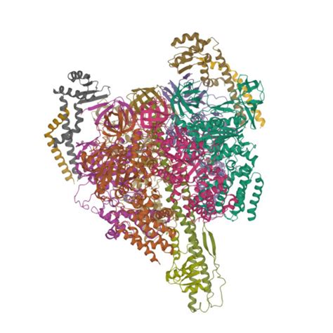 RCSB PDB 7VAQ V1EG Of V A ATPase From Thermus Thermophilus High ATP