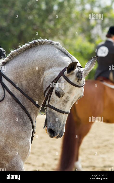 Arabian dressage horse Stock Photo - Alamy