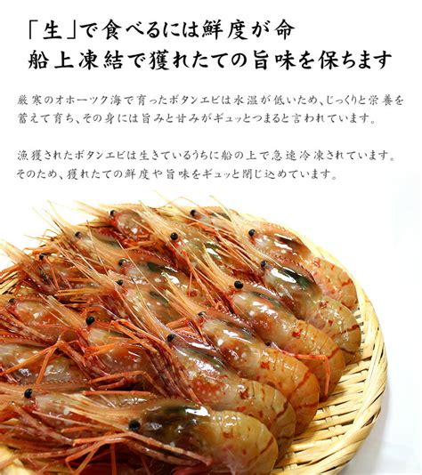 【楽天市場】超特大ボタンエビ500g（9～12尾）送料無料 ぷりっぷり、甘みたっぷり特大サイズ お刺身ok（ギフト お歳暮 お年賀 クリスマス