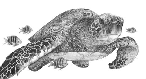 A Pencil Drawing Of A Sea Turtle Surrounded By Fish