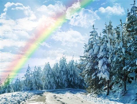 winter rainbow  landscape  forest  snow  trees