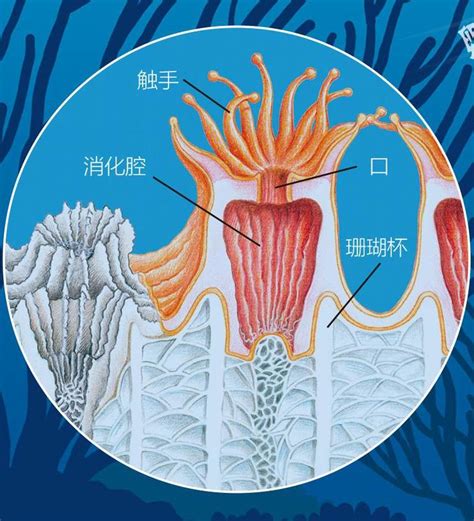 珊瑚的生命轮回 中国国家地理网