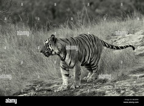 Royal Bengal Tiger Hi Res Stock Photography And Images Alamy