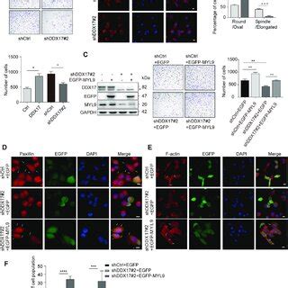 Ddx Regulates The Mrna And Protein Levels Of Myl And Magea A