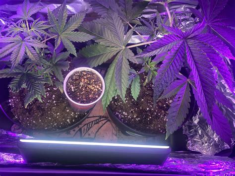 Getting crowded…how should I LST : r/microgrowery