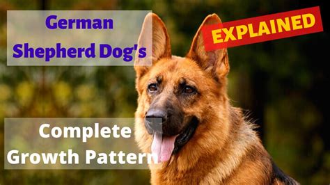 When Do German Shepherd Dogs Stop Growing Complete Growth Pattern Of