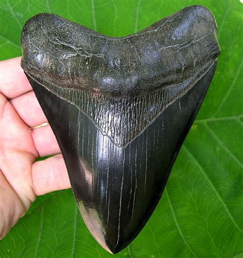 Megalodon Fossil Shark Teeth – Primitive Past