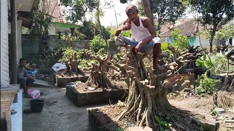 Proses Pengepresan Bahan Bonsai Kimeng Jumbo YouTube