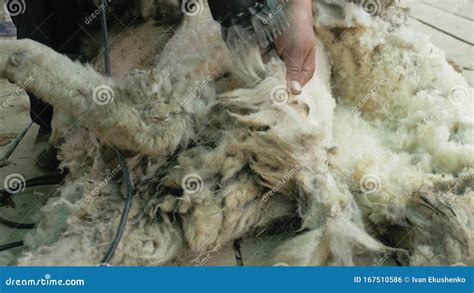 Men Shearer Shearing Sheep at Agricultural Show in Competition ...