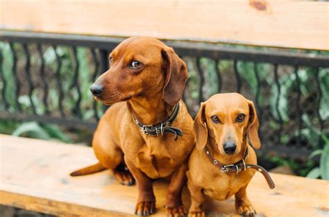 Is My Dachshund Miniature or Standard Difference Between Two Types