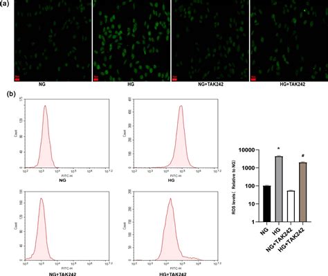 Tak Alleviates Diabetic Cardiomyopathy Via Inhibiting Pyroptosis