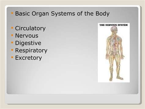 Basic Human Anatomy Ppt Powerpoint 1