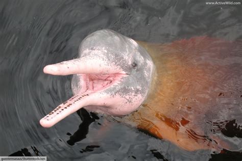 Amazon River Dolphin Facts Pictures And Information For Kids And Adults