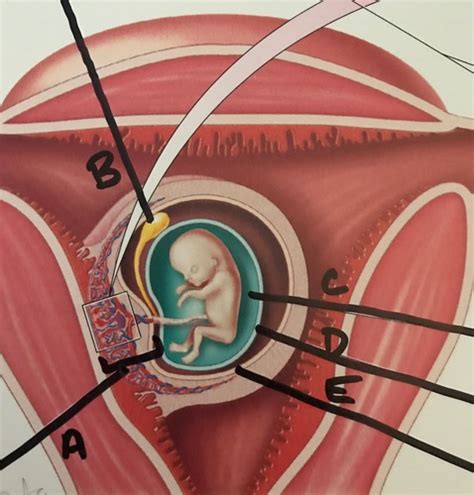 Reproductive Fetus Placenta Histology Flashcards Quizlet