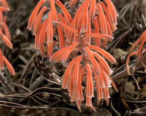 Aloe Aloe Sp Bruce Fulton Flickr