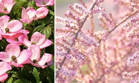 Arbres R Sistants Pour Am Nager Un Jardin En Bord De Mer