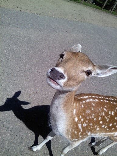 Baby Deer Baby Deer Deer Fawn