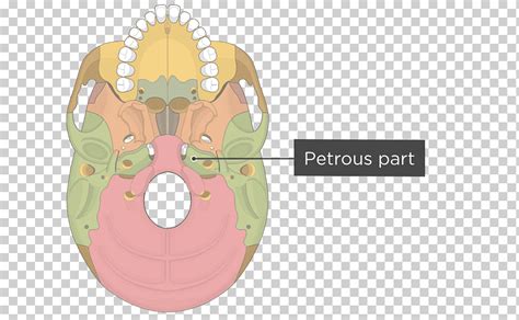 Procesos Pterigoideos Del Esfenoides Hueso Esfenoides M Sculo