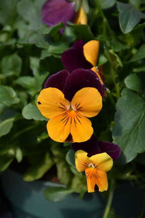 Penny Orange Jump Up Pansy Viola Cornuta Penny Orange Jump Up In