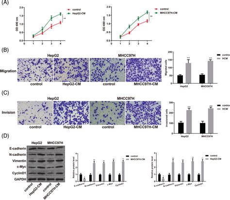 Tumor‐associated Macrophages Promote The Proliferation Invasion And