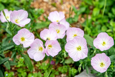 Variegated Ground Cover With Purple Flowers