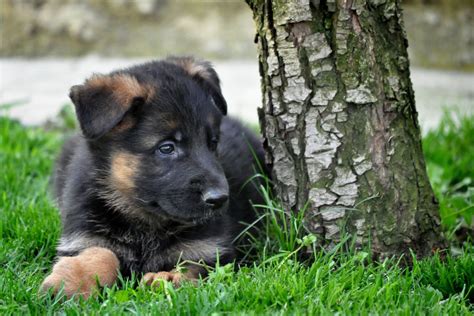 The Ultimate 7 Week Old German Shepherd Puppy Guide Shepherd Sense