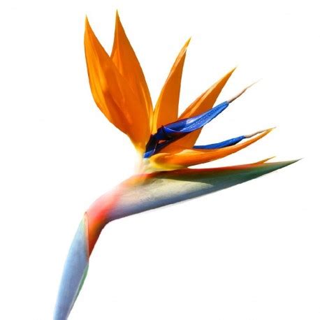 Купить букет с доставкой в Днепре,Стрелиция,доставка цветов Днепр,