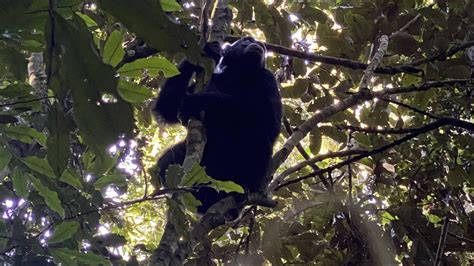 Age Limit For Chimpanzee Trekking In Kalinzu Eco Adventure Safaris