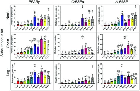 MRNA Expression Of Adipocyte Differentiation Markers From E12 To