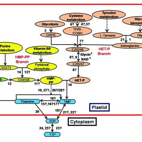 Summary Of The Thiamine Biosynthesis Pathway In E Coli A Thaliana