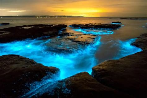 The Role of Bioluminescence in Nature