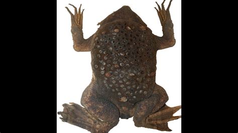 Surinam Toad Pipa Pipa Toad Trypophobia Youtube