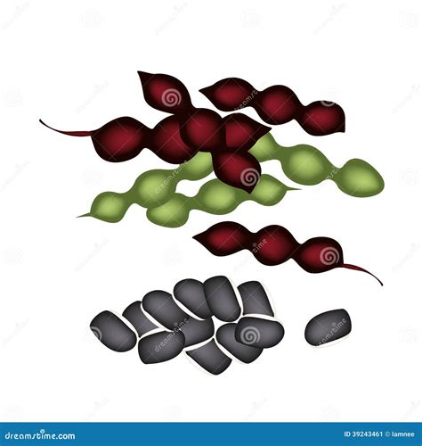 Delicious Fresh Green And Purple Hyacinth Beans Stock Vector