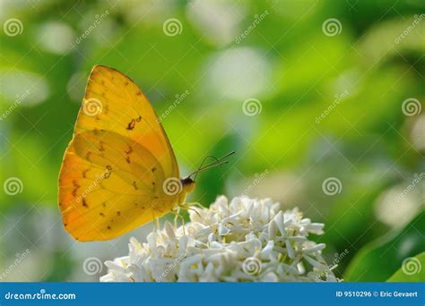 Pale Clouded Yellow Butterfly Stock Photo Image Of Green Spring