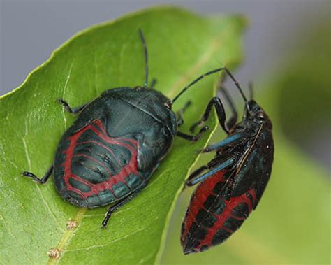 Tiny Bugs In Hawaii