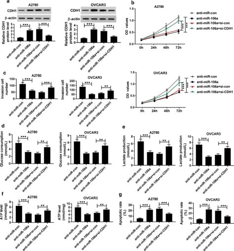 Circular Rna Itch Suppresses Proliferation Invasion And Glycolysis Of Ovarian Cancer Cells By