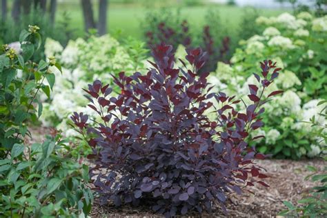 How To Grow Smoke Bush Garden Design