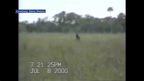 Skunk Ape Headquarters Swamp Rally Brings Attention To Elusive, Mysterious Creature - CBS Miami