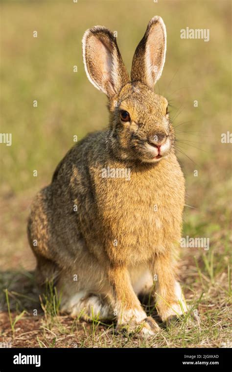 Conejo De Alaska Fotograf As E Im Genes De Alta Resoluci N Alamy