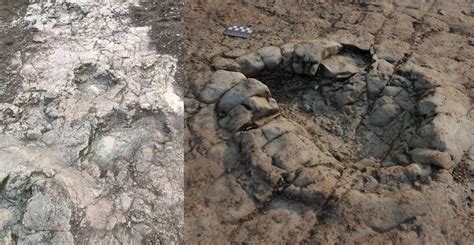 Pegadas De Dinossauros S O Descobertas Em Praia No Pa S De Gales