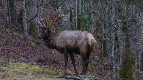 Elk At Cataloochee Valley Great Smoky Mountains National Park Stock