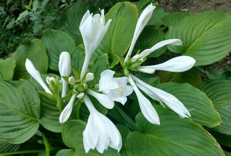 White hosta flowers stock image. Image of botany, summer - 212045099