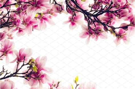 Pink Magnolia Tree with Blooming | Nature Stock Photos ~ Creative Market