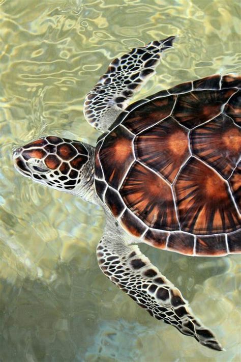 Tortuga Carey Baby Sea Turtles Baby Turtles Sea Turtle Pictures