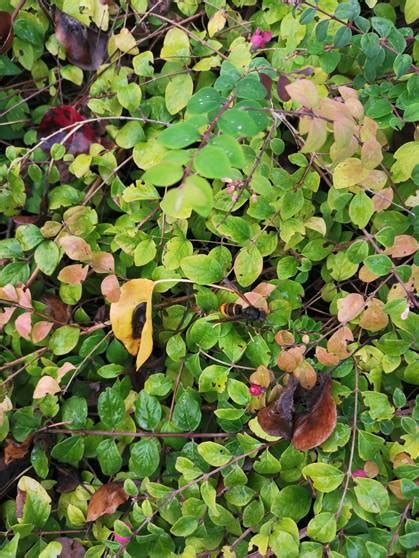 Sichtung Asiatische Hornisse In Grevenbroich Projekt Velutina