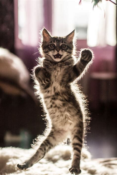 Funny Cats Dancing