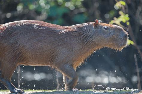 Marcel Huijser Photography Brazilian Wildlife Capybara Hydrochoerus